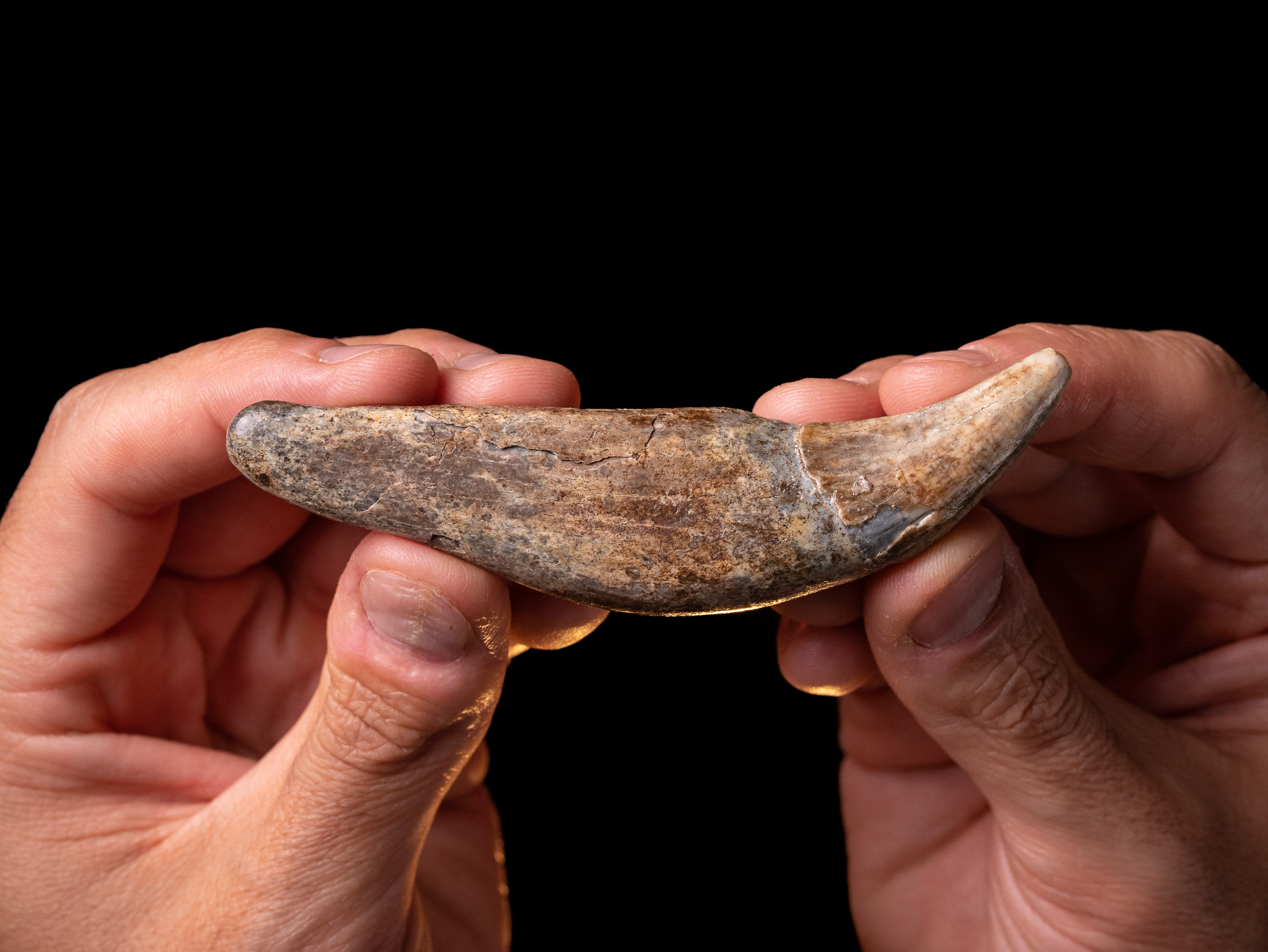 Canino fósil de oso de las cavernas Ursus spelaeus del Pleistoceno superior procedente de Polonia