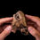 Thumbnail: Molar fósil rinoceronte lanudo Coelodonta antiquitatis (Pleistoceno)
