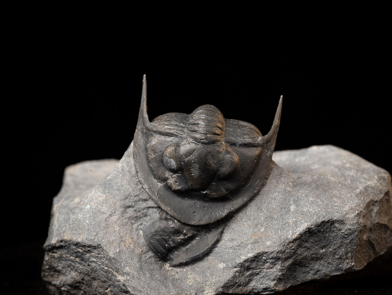 Trilobite del Devónico Cyberella lemkei