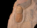 Trilobite del ordovícico superior Cyclopyge sibilla