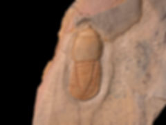 Trilobite del ordovícico superior Cyclopyge sibilla