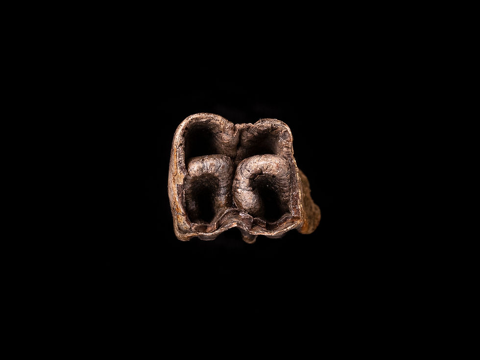 Thumbnail: Molar fósil mamífero Bison priscus (Pleistoceno) | Toptrilos