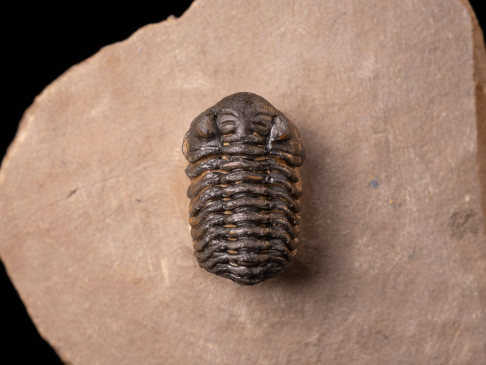 Thumbnail: Trilobite del devónico inferior Acastoides zguilmensis