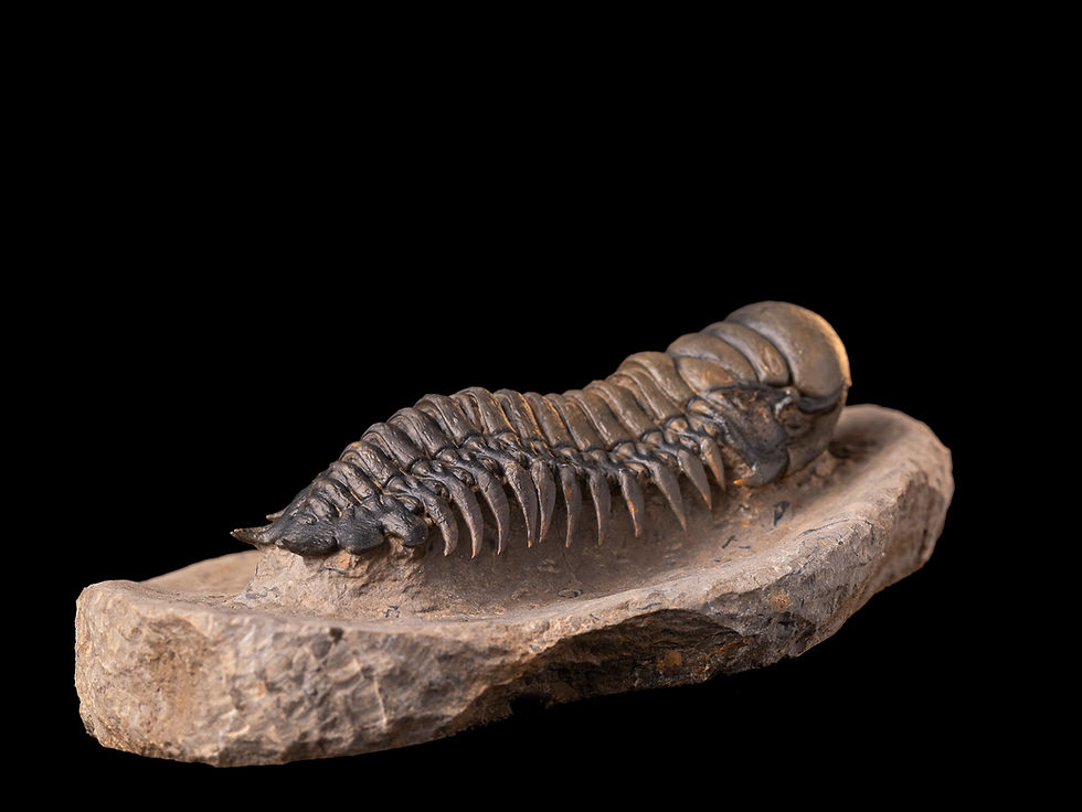 Thumbnail: Trilobite del devónico inferior Crotalocephalus gibbus