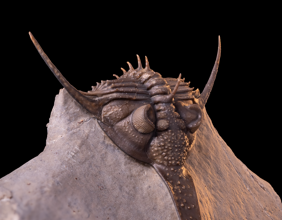 Trilobite del devónico Psychopyge termierorum