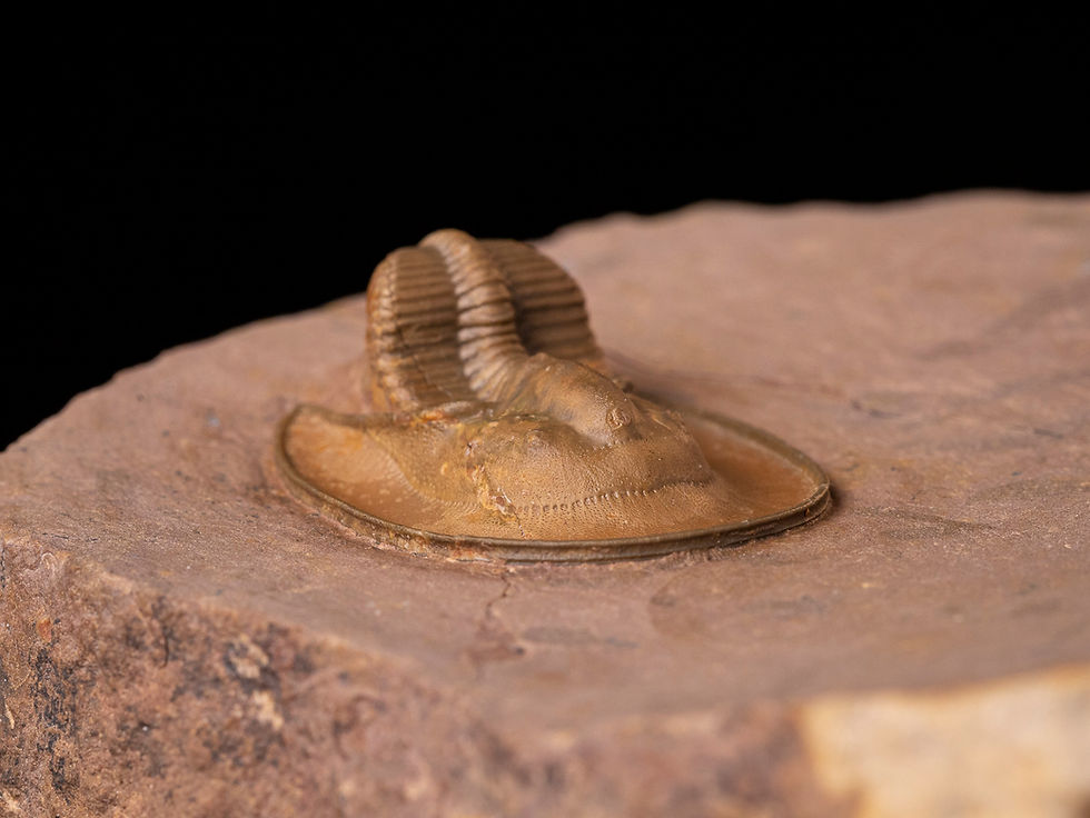 Thumbnail: Trilobite del devónico inferior Lioharpes sp.