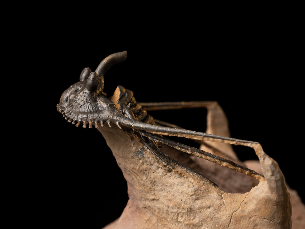 Thumbnail: Trilobite Fósil Devónico Kettneraspis prescheri