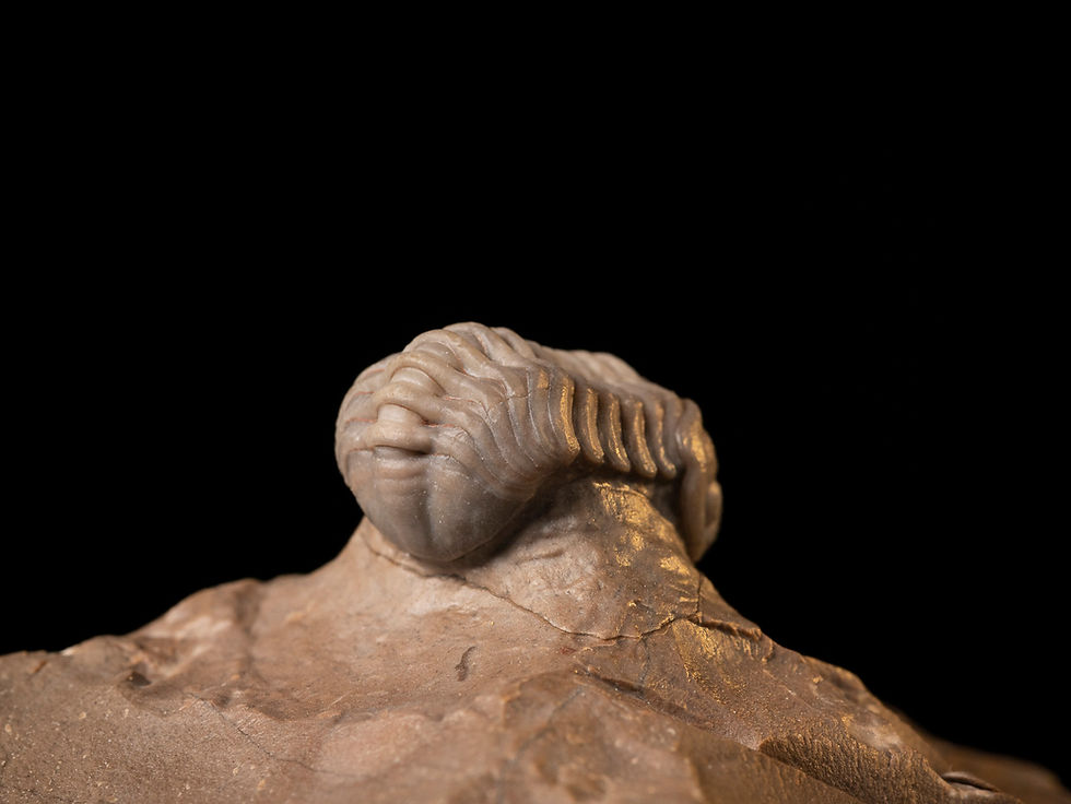 Thumbnail: Trilobite Devónico Eocryphops sp. Cantera Jorf