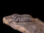 Trilobite del Devónico inferior Pedinopariops (Hypsipariops) vagabundus