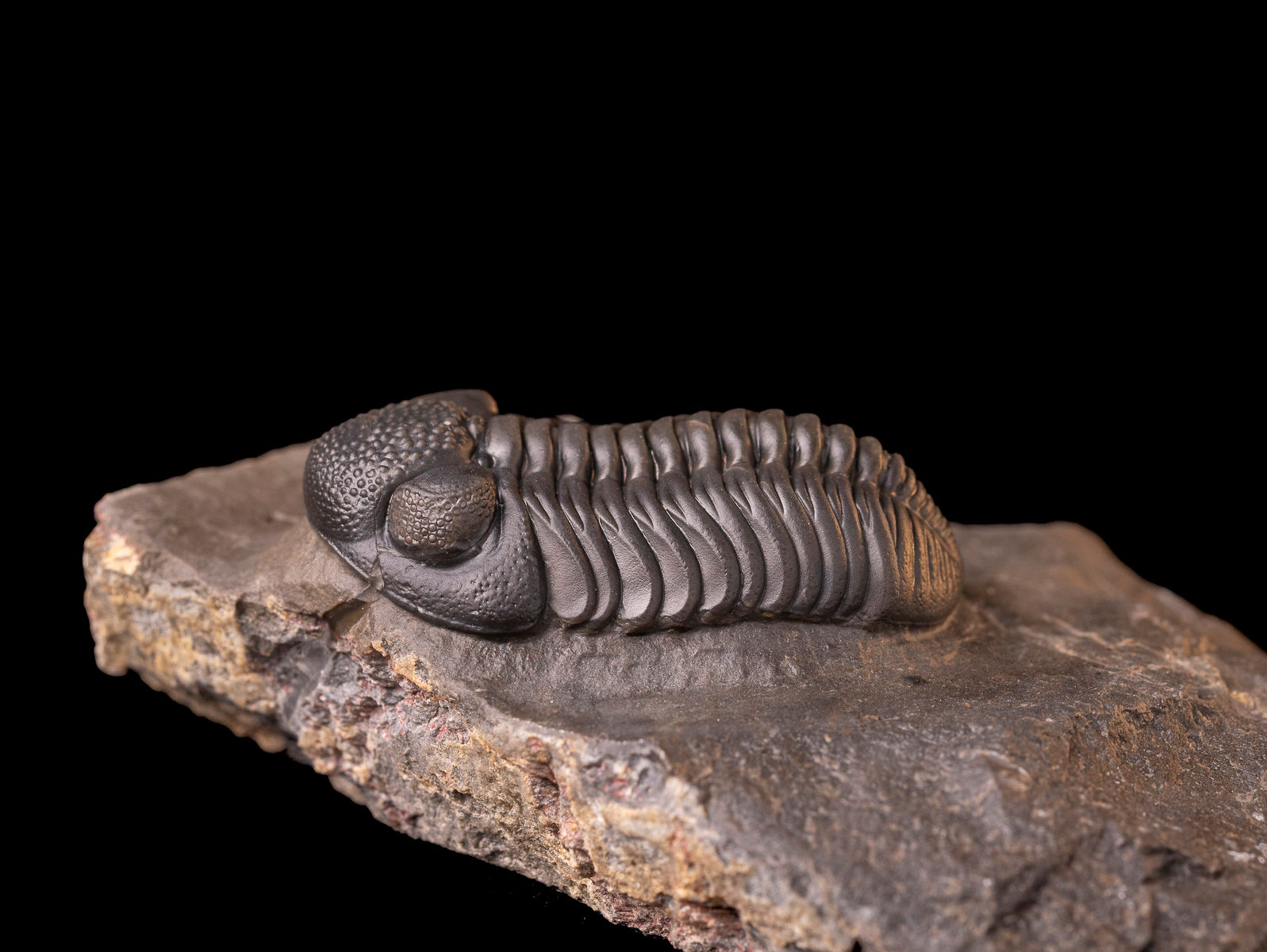 Trilobite del Devónico inferior Pedinopariops (Hypsipariops) vagabundus