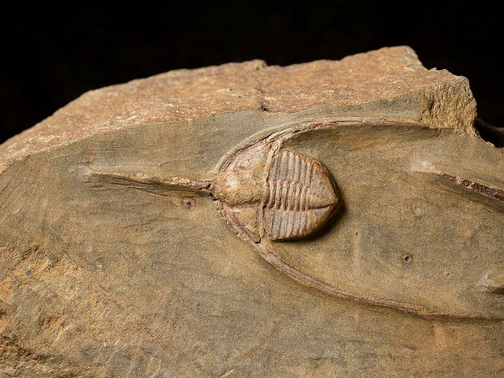 Thumbnail: Asombrosa migración de trilobites del ordovícico Ampyx priscus