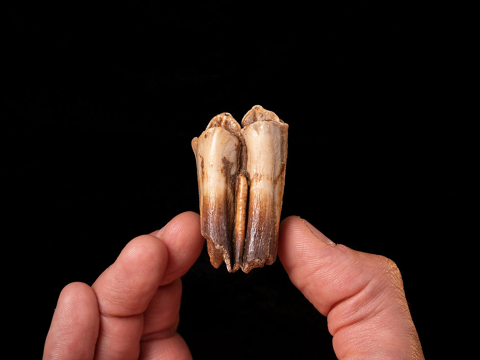 Molar fósil mamífero Bison priscus (Pleistoceno) | Toptrilos