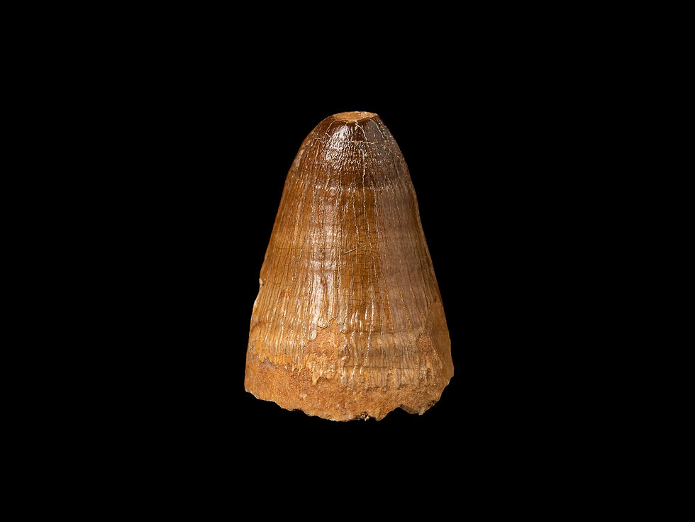 Diente fósil de alta calidad de Cocodrilo del Eoceno