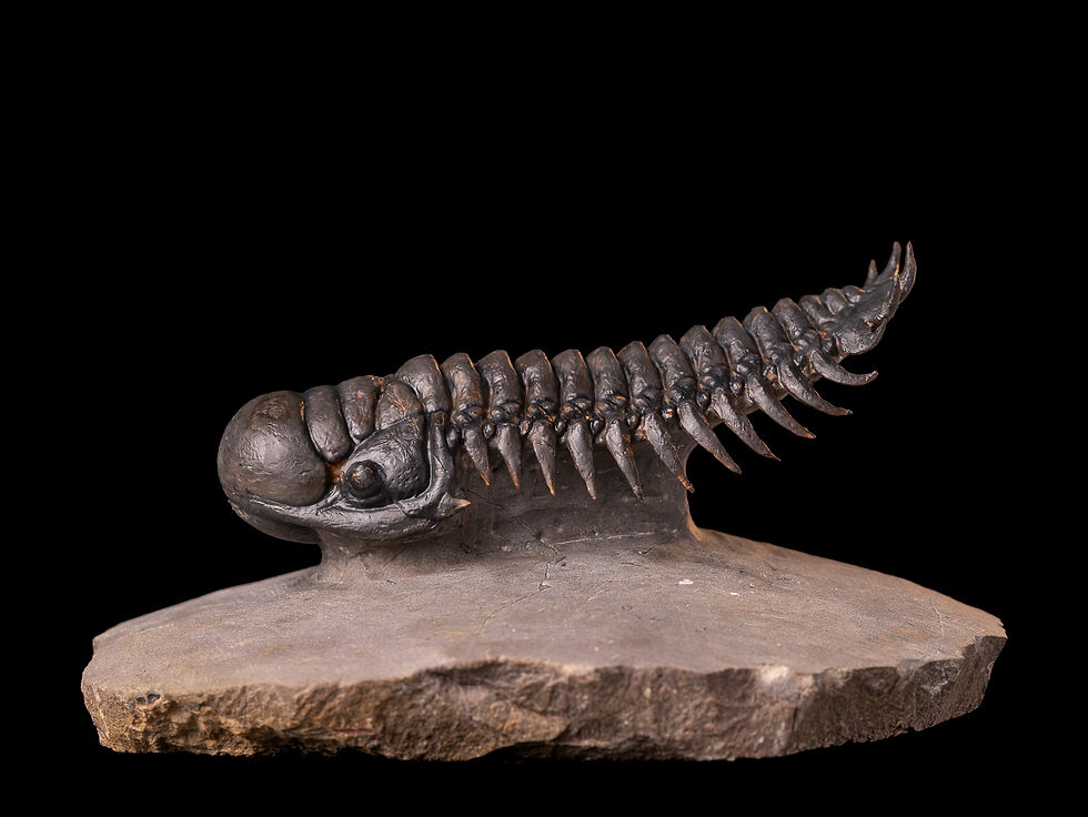 Trilobite del devónico inferior Crotalocephalus gibbus