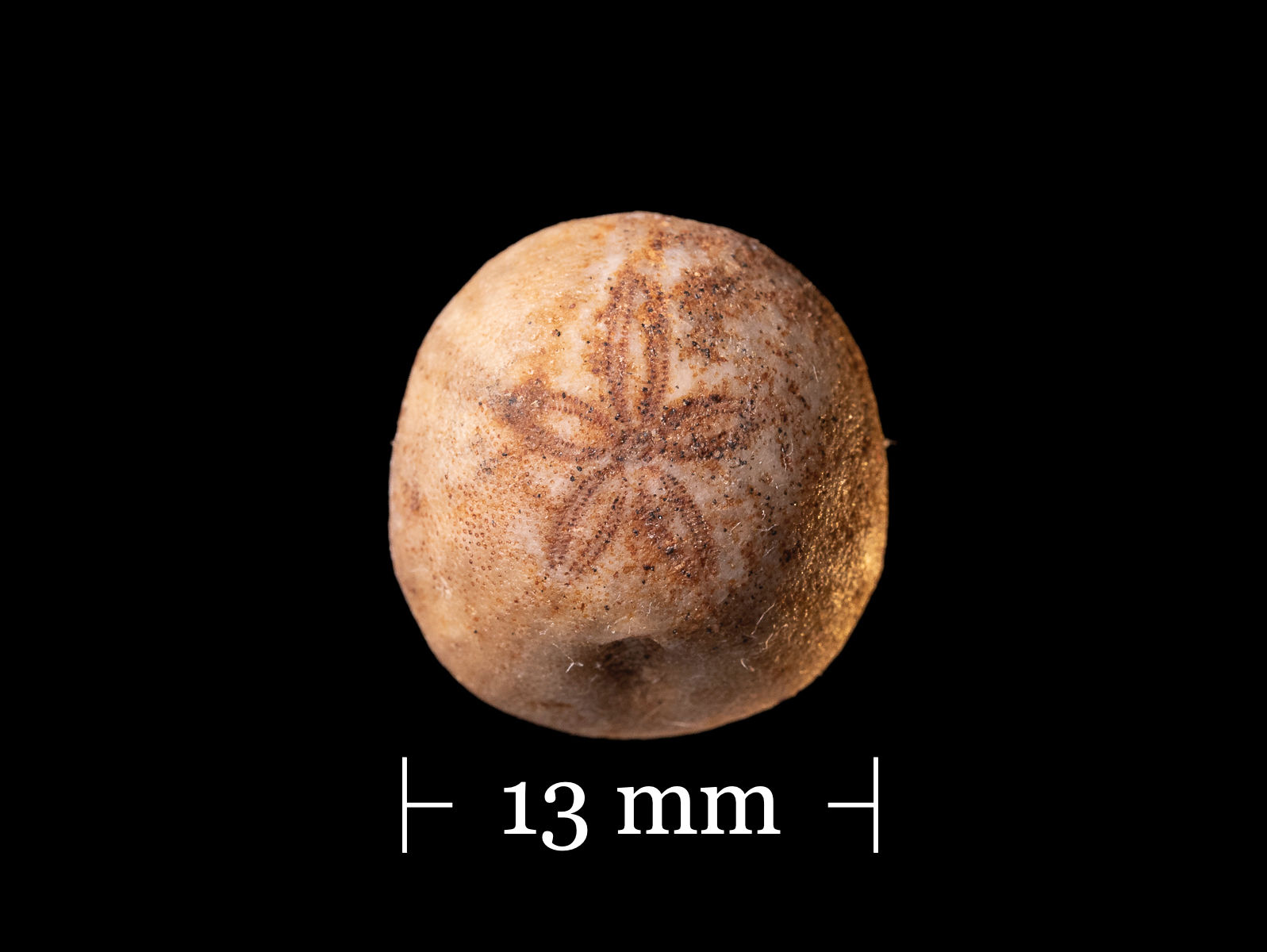 Petalobrissus rawdahensis