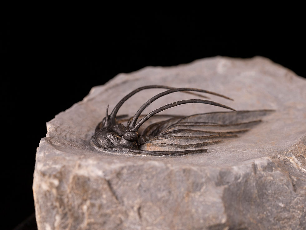 Miniatura: Impresionante trilobite del devónico inferior Heliopeltis johnsoni