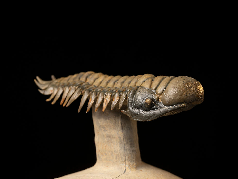 Thumbnail: Trilobite del devónico Crotalocephalus gibbus con asombrosa limpieza