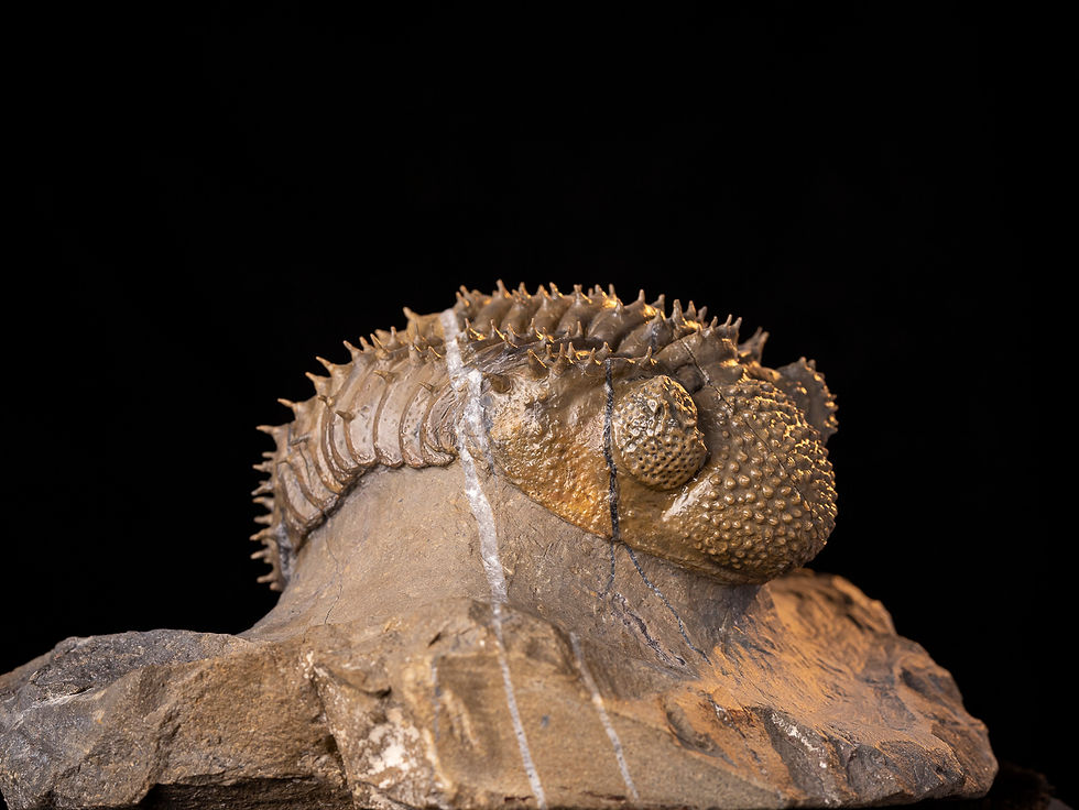 Thumbnail: Trilobite del Devónico Medio de la codiciada especie Drotops armatus