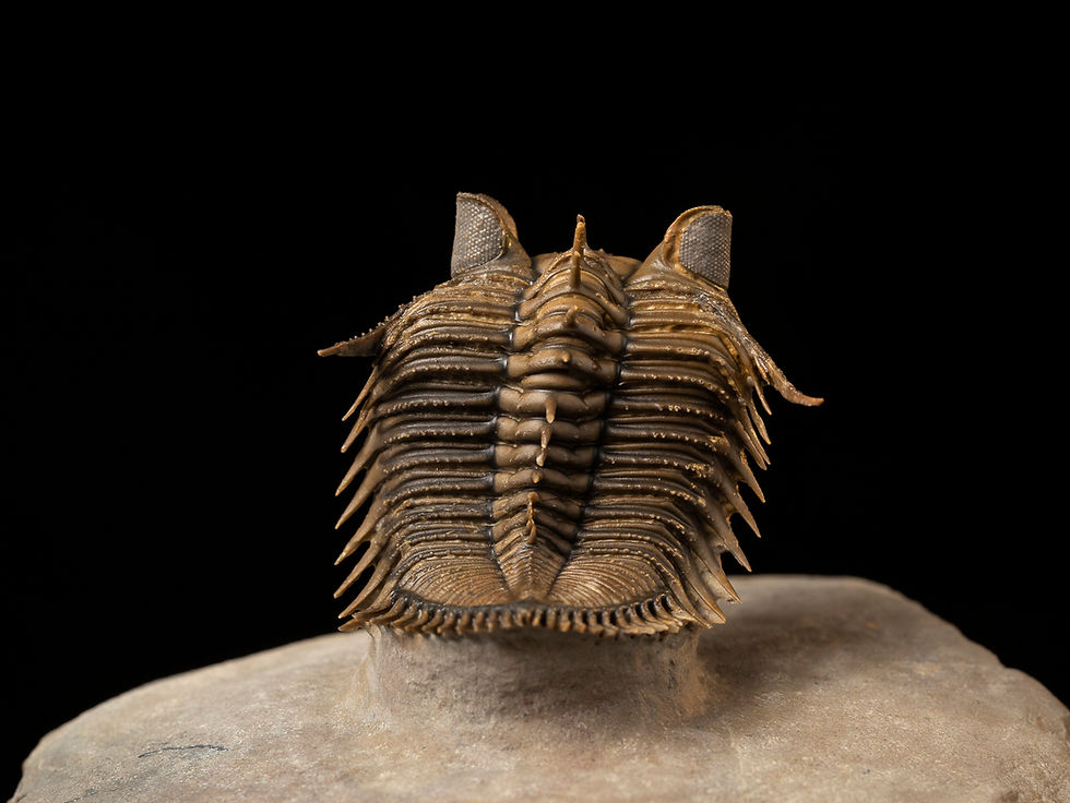 Thumbnail: Valiosa especie de trilobite del devónico Erbenochile erbeni