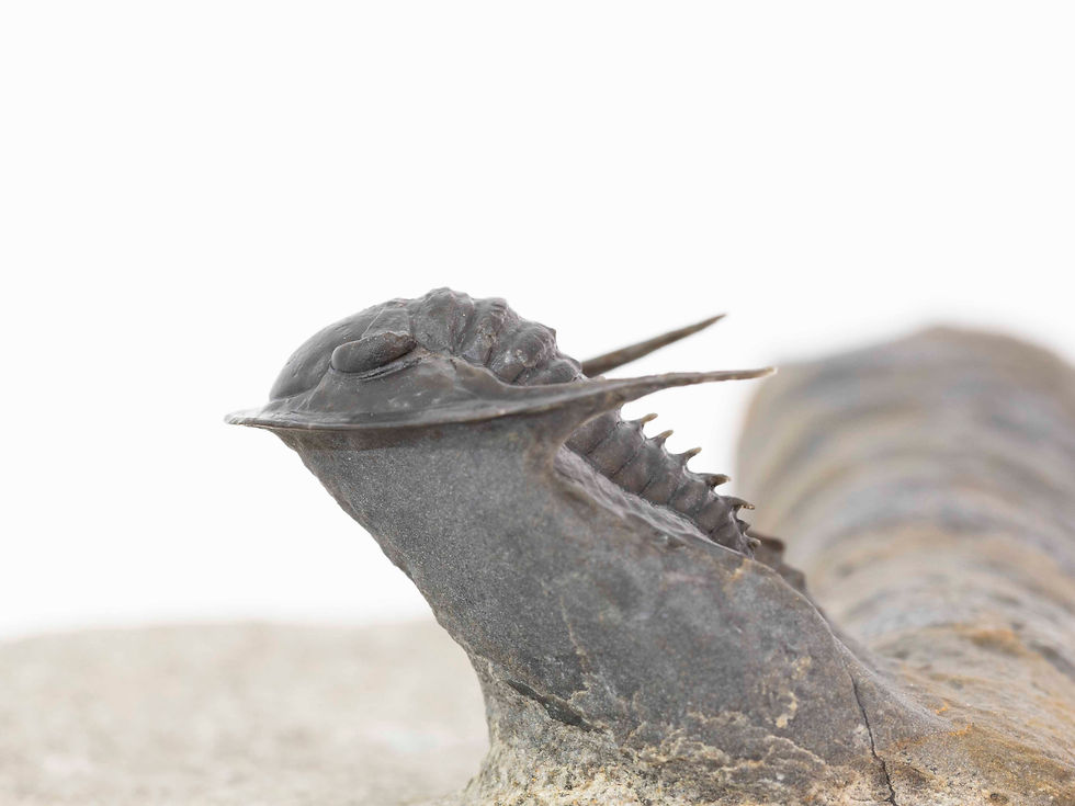 Thumbnail: Phaetonellus planicauda & Orthoceras sp.