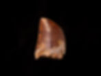 Fotografía vista frontal auténtico diente dinosaurio carnívoro Carcharodontosaurus saharicus calidad museo