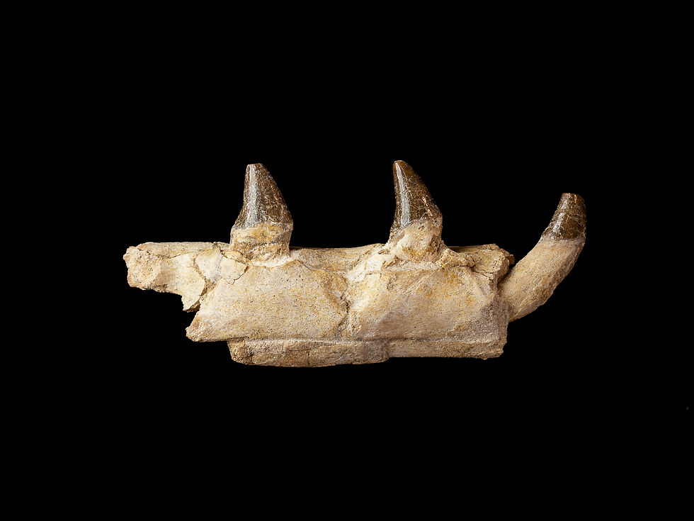 Thumbnail: Chrysocetus fouadassii (Basilosaurid)