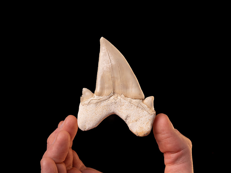 Thumbnail: Fotografía auténtico diente de tiburón prehistórico Otodus obliquus | Toptrilos