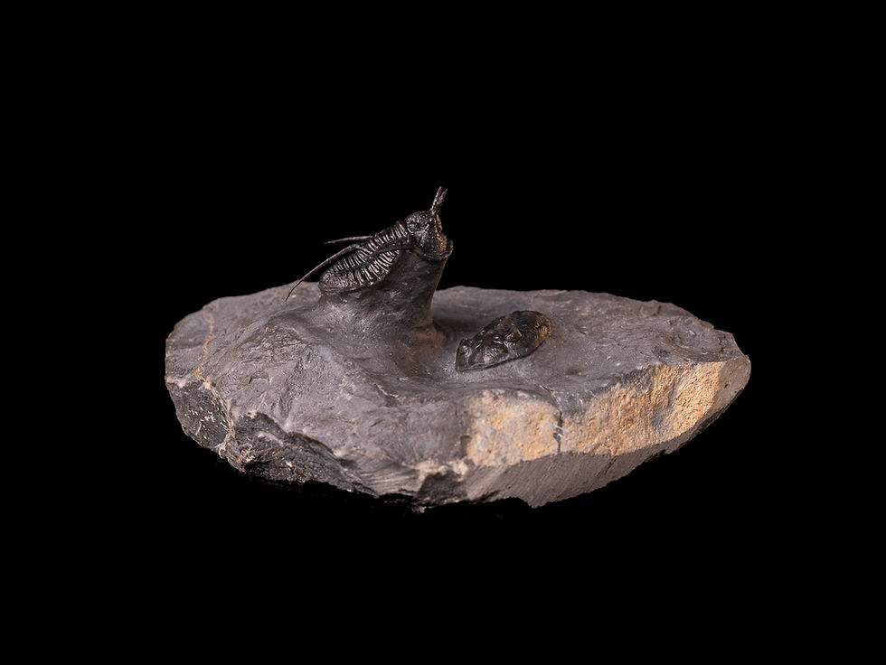 Miniatura: Asociación de trilobites del devónico medio Cyphaspis walteri & Hollardops sp.