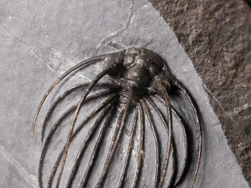 Thumbnail: Fotografía vista cenital trilobite Devónico Heliopeltis johnsoni