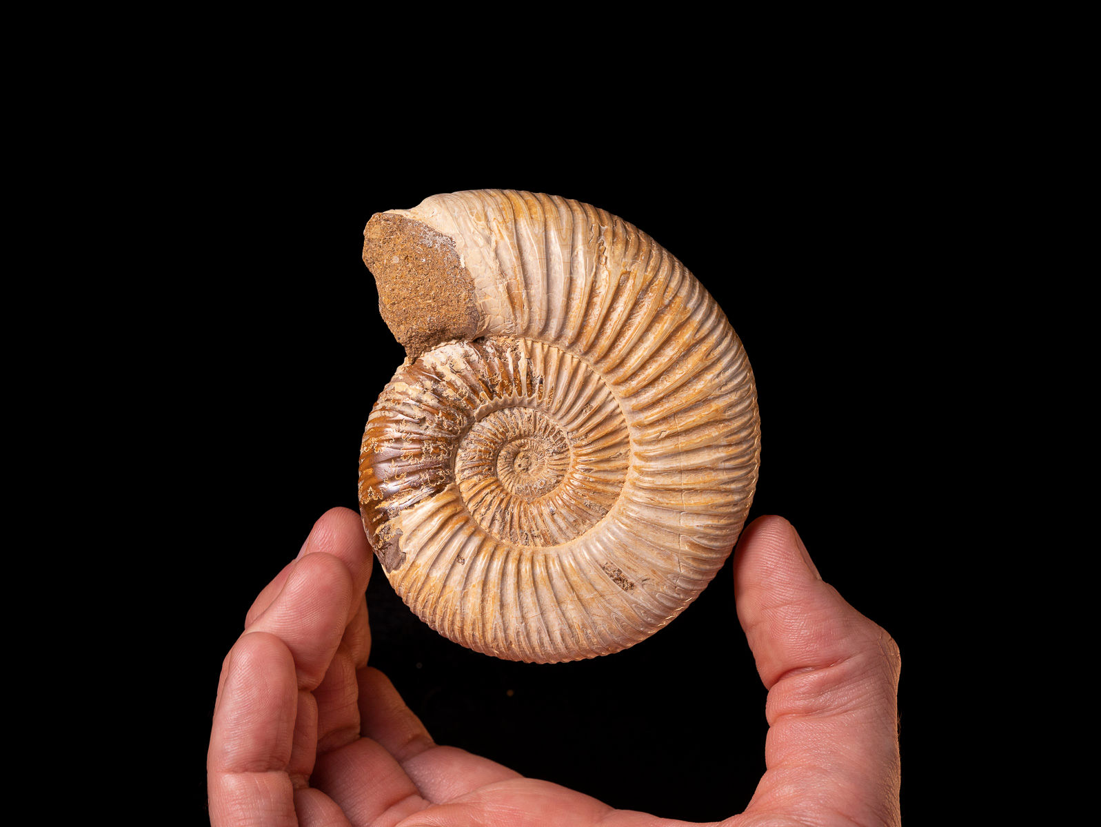 Ammonite fósil Perisphinctes virguloides Jurásico superior (Madagascar)