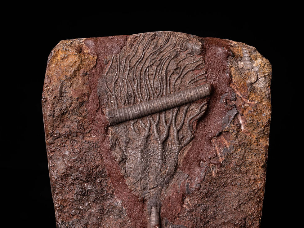Thumbnail: Placa de crinoideos del silúrico Scyphocrinites elegans