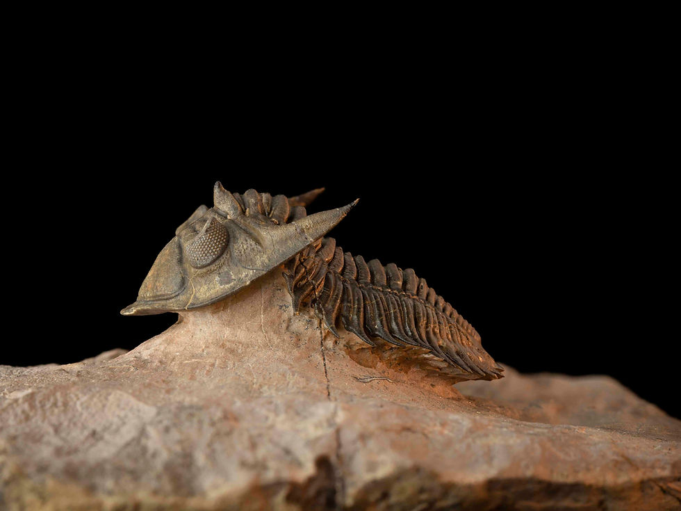 Thumbnail: Metacanthina issoumourensis