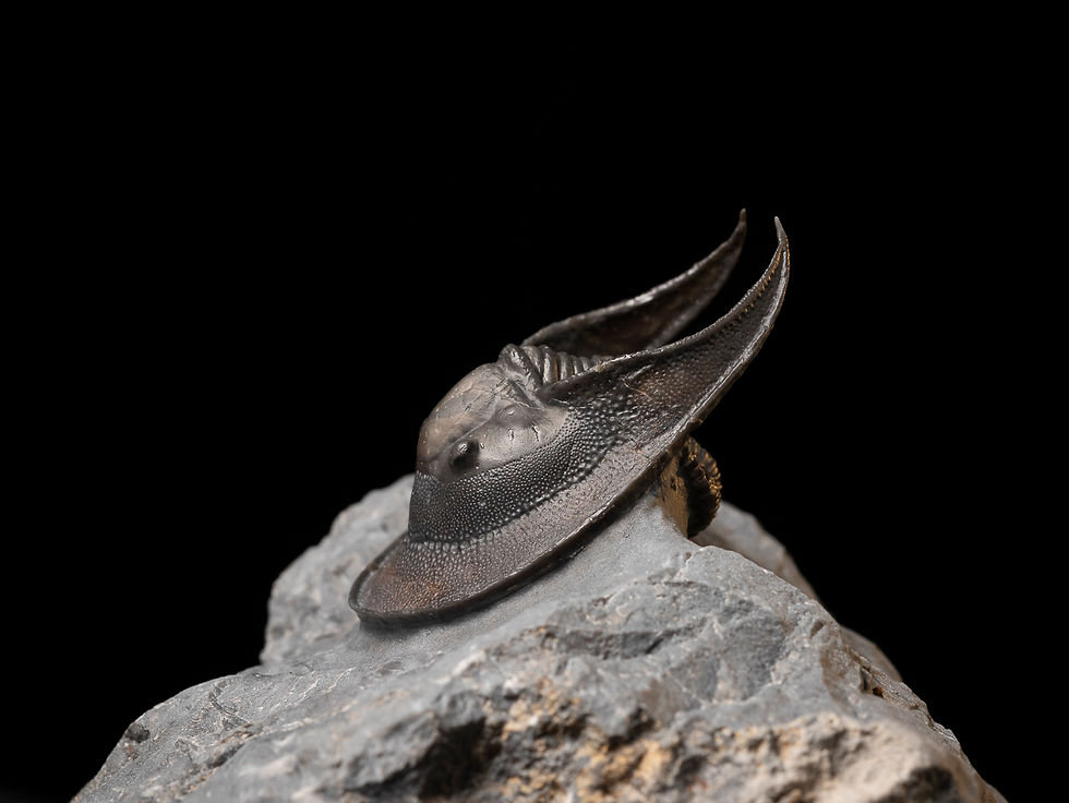 Thumbnail: Trilobite Devónico Harpes perradiatus