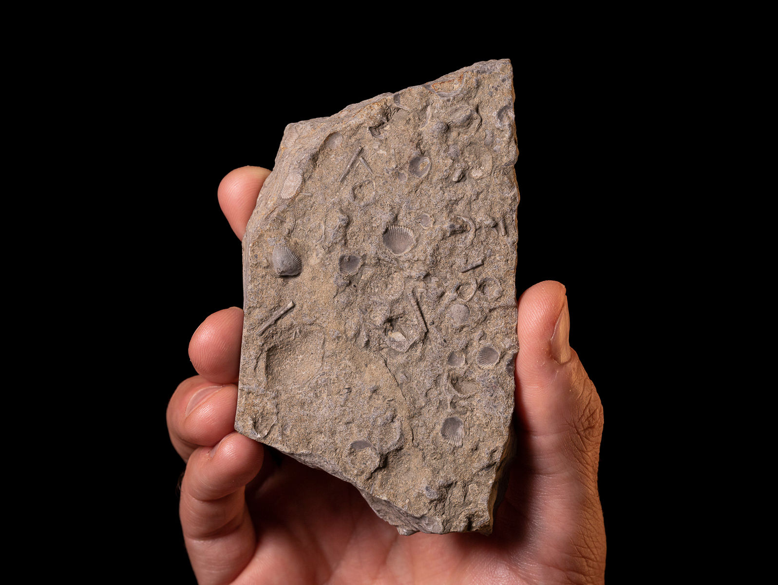 Moluscos del Devónico Punctospirella fragilis & Tentaculites aff. gedinnianus procedentes de Ucrania