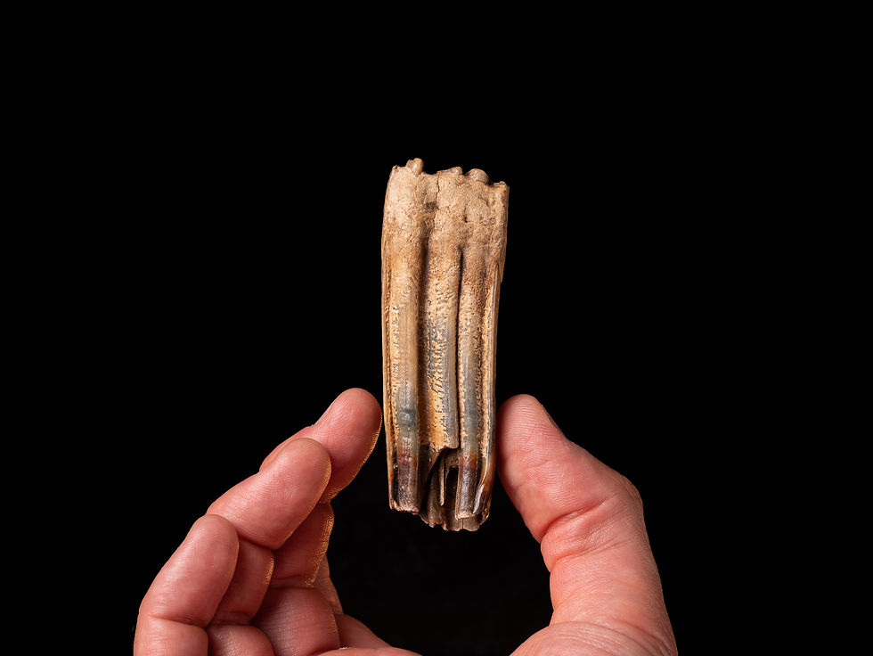 Molar inferior fósil de equino Equus ferus del Pleistoceno superior