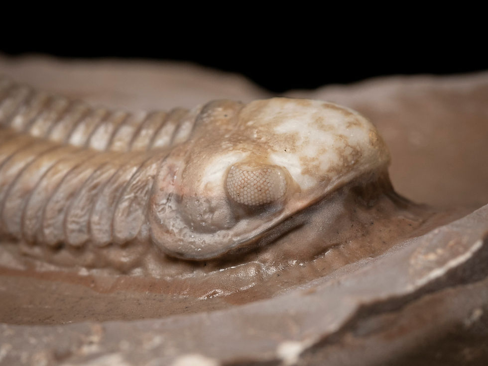 Thumbnail: Trilobites del Devónico medio Struveaspis bignoni procedentes de Jorf