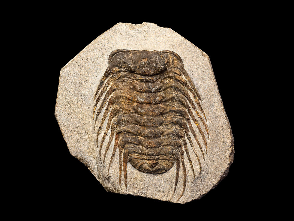Thumbnail: Selenopeltis