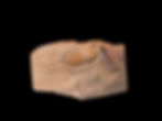 Thumbnail: Trilobite del ordovícico superior Cyclopyge sibilla