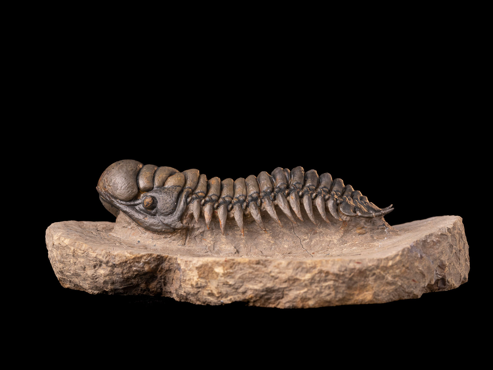 Trilobite del devónico inferior Crotalocephalus gibbus