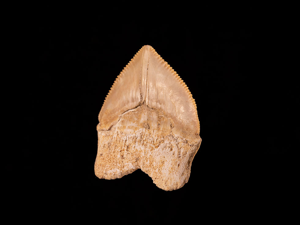 Miniatura: Diente de tiburón del Cretácico superior Squalicorax pristodontus | Toptrilos