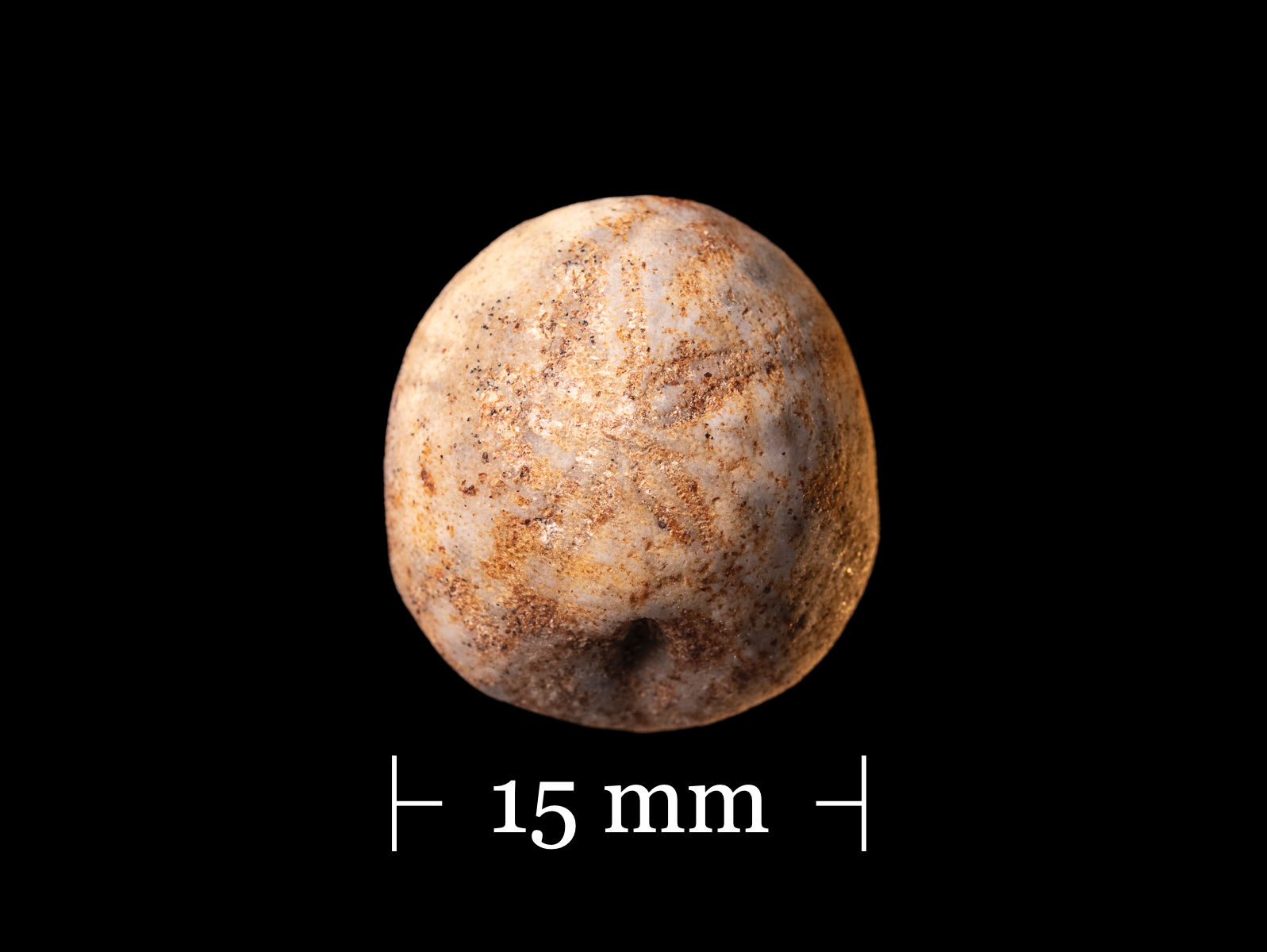 Vista frontal fotografía producto exclusivo erizo de mar fósil Petalobrissus rawdahensis sobre fondo negro.