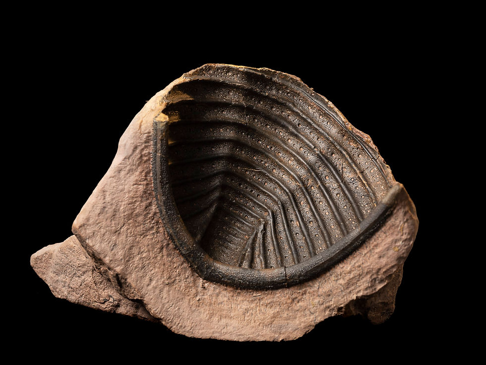 Thumbnail: Asociación Trilobites Devónico Metacanthina issoumourensis & Scabrella sp.