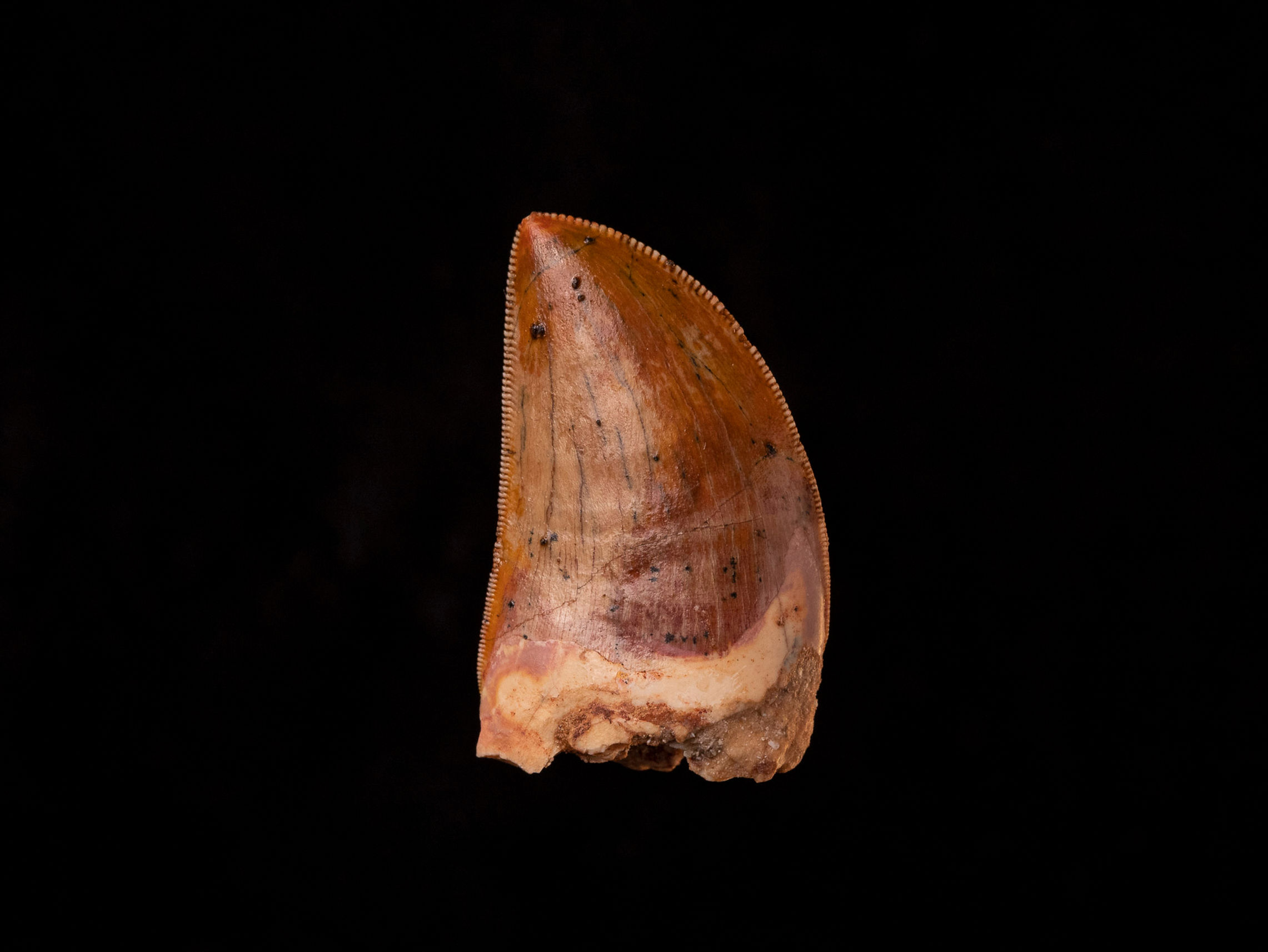 Fotografía vista frontal auténtico diente dinosaurio carnívoro Carcharodontosaurus saharicus calidad museo