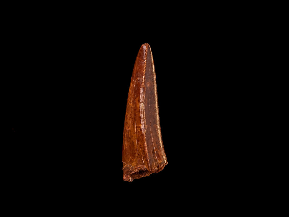 Miniatura: Fotografía vista lateral auténtico diente dinosaurio carnívoro Carcharodontosaurus saharicus calidad museo