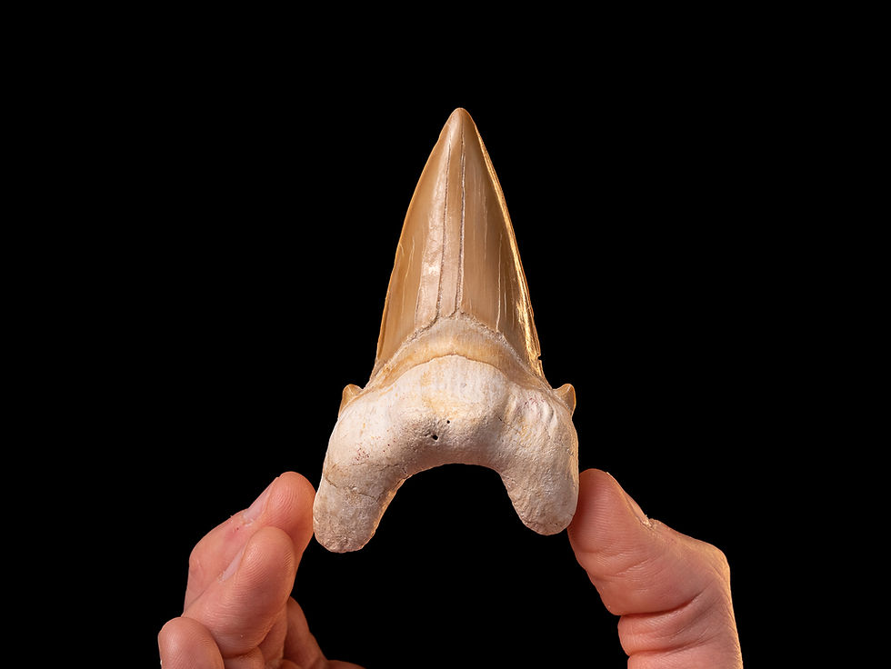 Fotografía auténtico diente de tiburón prehistórico Otodus obliquus | Toptrilos