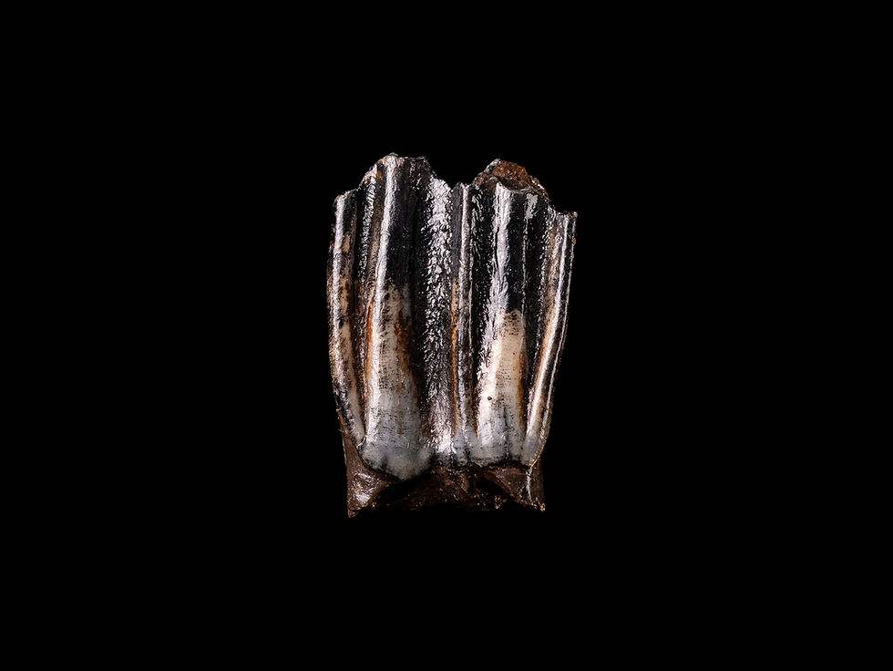 Miniatura: Molar superior fósil de bisonte Bison priscus del Pleistoceno superior