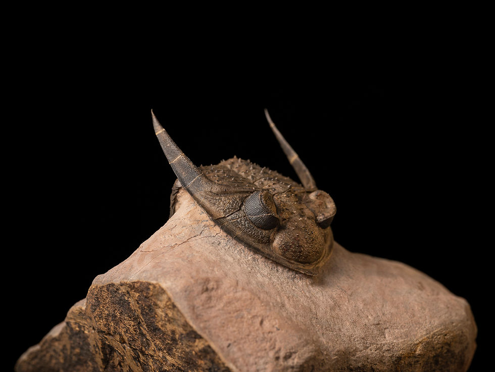 Thumbnail: Trilobite del Devónico Zlichovaspis aff. spinifera