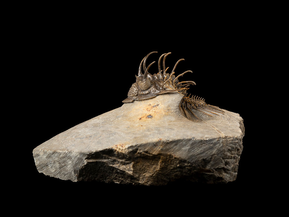 Thumbnail: Trilobite Fósil Devónico Comura bultyncki