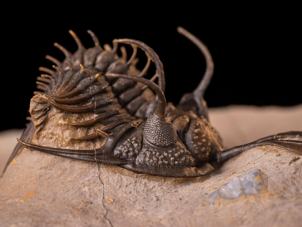Thumbnail: Trilobite del devónico inferior Walliserops sp.