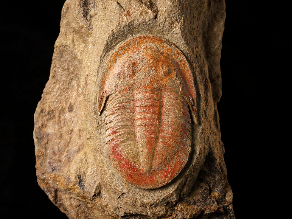 Fotografía Trilobite del ordovícico Asaphellus formación Fezouata
